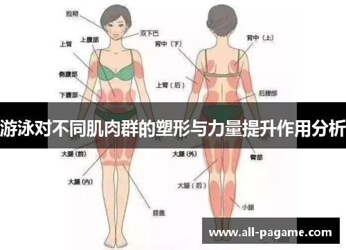 游泳对不同肌肉群的塑形与力量提升作用分析 游泳对不同肌肉群的塑形与力量提升作用分析